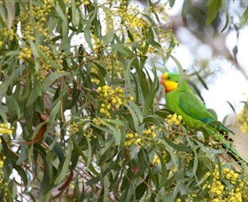 Savernake Day Tours - Accommodation Fremantle 2