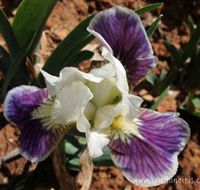 Sunshine Iris Nursery - Accommodation Fremantle