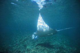 Manta Ray Bay Dive Site - Accommodation Fremantle 0