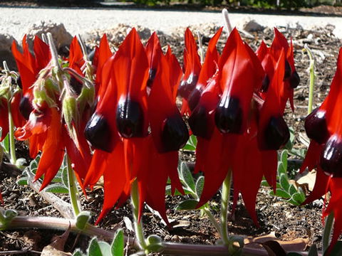 Australian Inland Botanic Gardens - Accommodation Fremantle 1