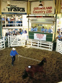 Gracemere Exhibition Complex - Accommodation Fremantle 0