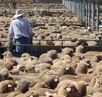 Livestock Marketing Centre - Accommodation Fremantle