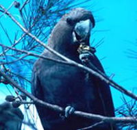 Mount Archer National Park - Accommodation Fremantle
