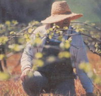 Canobolas Smith Winery - Accommodation Fremantle