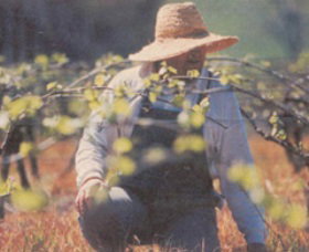 Canobolas Smith Winery - Accommodation Fremantle 0