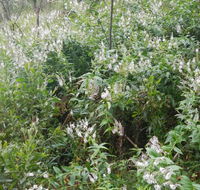 Snowgum walking track - Accommodation Fremantle