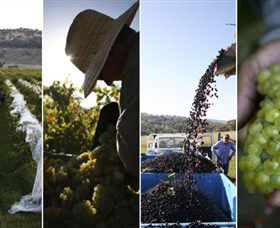 Ross Hill Wines - Accommodation Fremantle 1