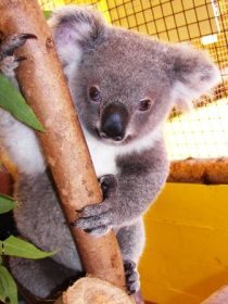 Cooberrie Park Wildlife Sanctuary - Accommodation Fremantle 0