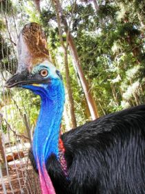 Cooberrie Park Wildlife Sanctuary - Accommodation Fremantle 1