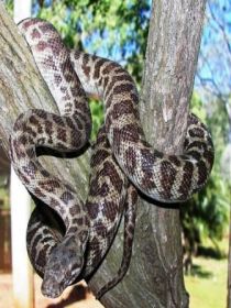 Cooberrie Park Wildlife Sanctuary - Accommodation Fremantle 3