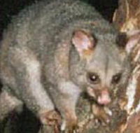 Moondarra State Park - Accommodation Fremantle