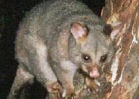 Moondarra State Park - Accommodation Fremantle 0