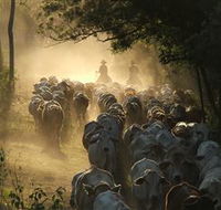 Springvale Horse Treks - Accommodation Fremantle