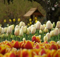 Tulip Top Gardens - Accommodation Fremantle