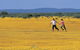 Wildflowers Of The Mid West - thumb 0