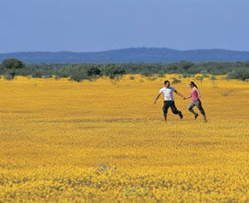 Wildflowers Of The Mid West - Accommodation Fremantle 0