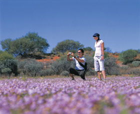 Wildflowers Of The Mid West - Accommodation Fremantle 1