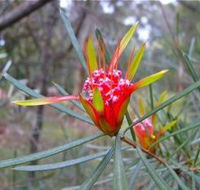 Glenbrook Native Plant Reserve and Nursery - Accommodation Fremantle