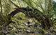 Mitchell River Walking Track - thumb 0