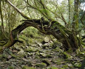 Mitchell River Walking Track - Accommodation Fremantle 0
