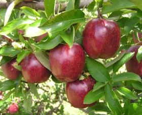 Top 40 Orchard - Accommodation Fremantle 0