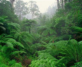 Tarra Bulga National Park - Accommodation Fremantle 0