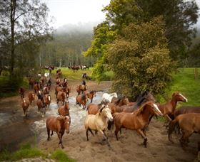 Glenworth Valley Horse Riding - Accommodation Fremantle 0