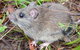 Carrai National Park - thumb 1