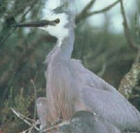 Jack Smith Lake State Game Reserve - Accommodation Fremantle