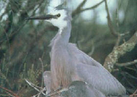 Jack Smith Lake State Game Reserve - Accommodation Fremantle 0
