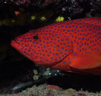 Maori Wrasse Bommie Dive Site - Accommodation Fremantle