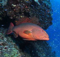 Anchor Bommie Dive Site - Accommodation Fremantle