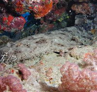 Lighthouse Bommies Dive Site - Accommodation Fremantle