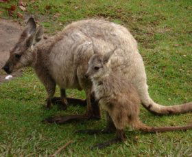 Forest Of Tranquillity - Australian Rainforest Sanctuary - Accommodation Fremantle 1