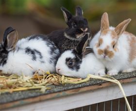 Amazement Farm And Fun Park / Cafe And Farmstay Accommodation - Accommodation Fremantle 2