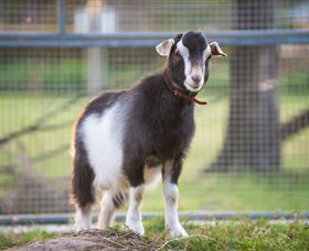 Amazement Farm And Fun Park / Cafe And Farmstay Accommodation - Accommodation Fremantle 3