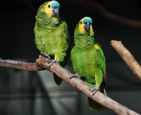Amazement Farm And Fun Park / Cafe And Farmstay Accommodation - Accommodation Fremantle 7