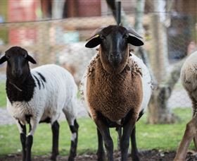 Amazement Farm And Fun Park / Cafe And Farmstay Accommodation - Accommodation Fremantle 4