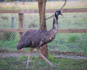 Amazement Farm And Fun Park / Cafe And Farmstay Accommodation - Accommodation Fremantle 6