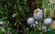 Werrikimbe National Park - thumb 3