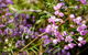 Barren Grounds Nature Reserve - thumb 2