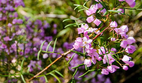 Barren Grounds Nature Reserve - Accommodation Fremantle 2