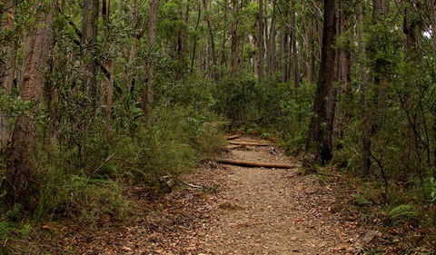 Pigeon House Mountain Didthul Walking Track - Accommodation Fremantle 0