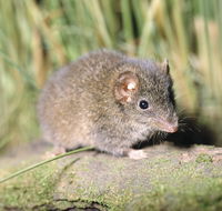 Munmorah State Conservation Area - Accommodation Fremantle
