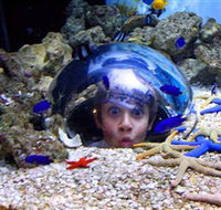 Sea Life Sunshine Coast - Accommodation Fremantle