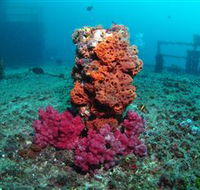 HMAS Brisbane Dive Site - Accommodation Fremantle