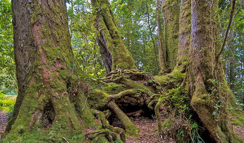 Antarctic Beech Picnic Area - Accommodation Fremantle 3