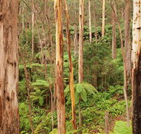 Cycle Mogo State Forest - Accommodation Fremantle
