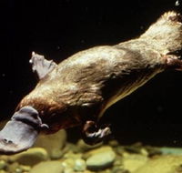 Platypus Pool - Accommodation Fremantle