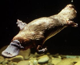 Platypus Pool - Accommodation Fremantle 0